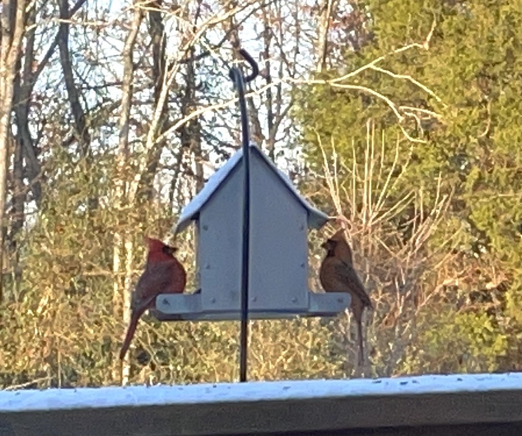 Northern Cardinal - ML406461471