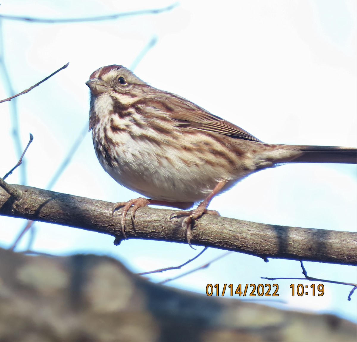Song Sparrow - ML406464381