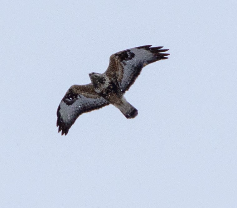 Rough-legged Hawk - ML406465311