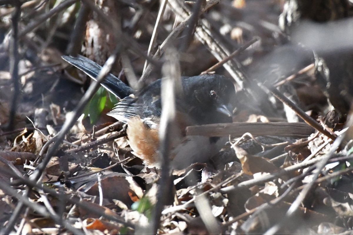 Eastern Towhee - ML406465611