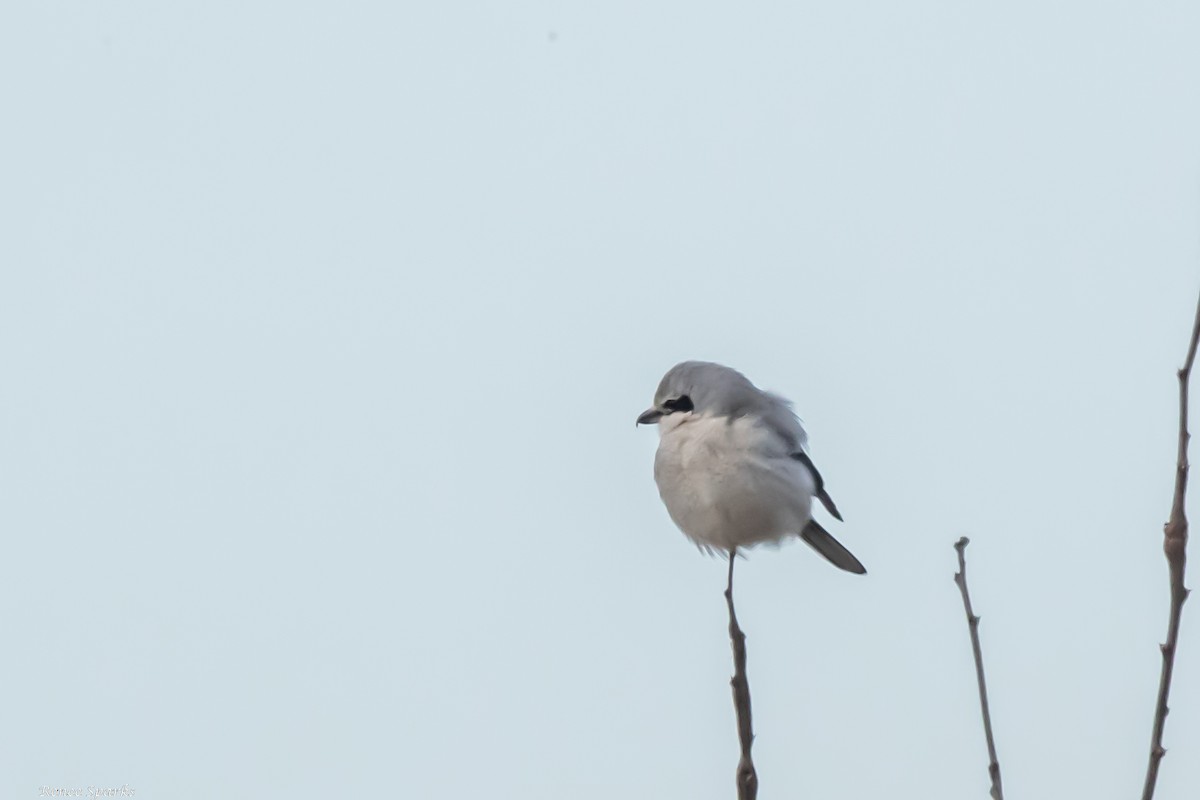 Northern Shrike - ML406465811