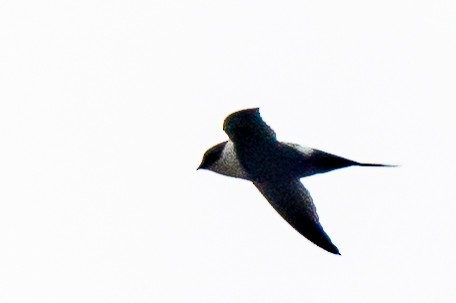 Lesser Swallow-tailed Swift - James Hoagland