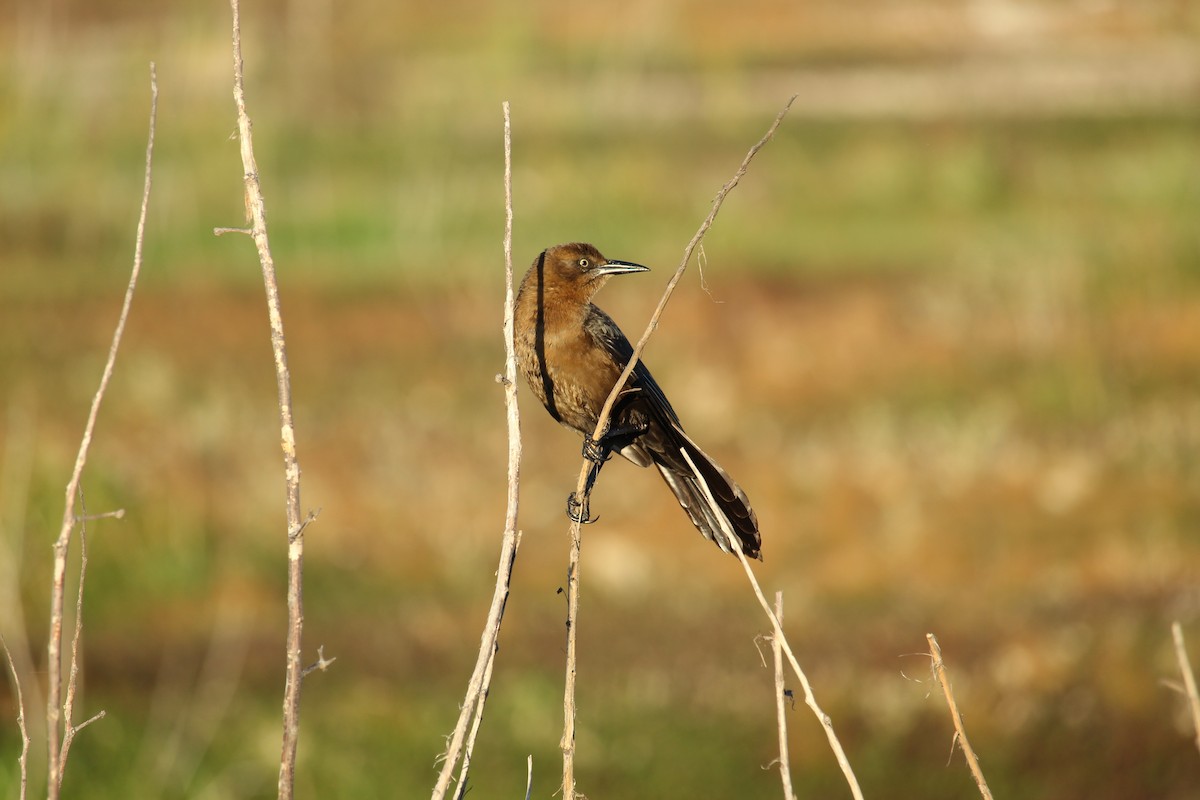 Great-tailed Grackle - ML406466241