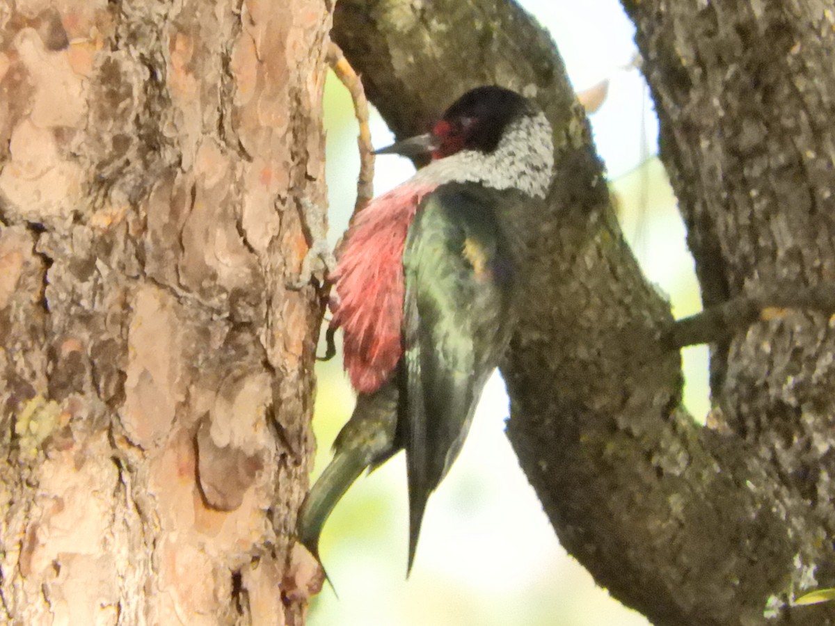 Lewis's Woodpecker - ML406466251