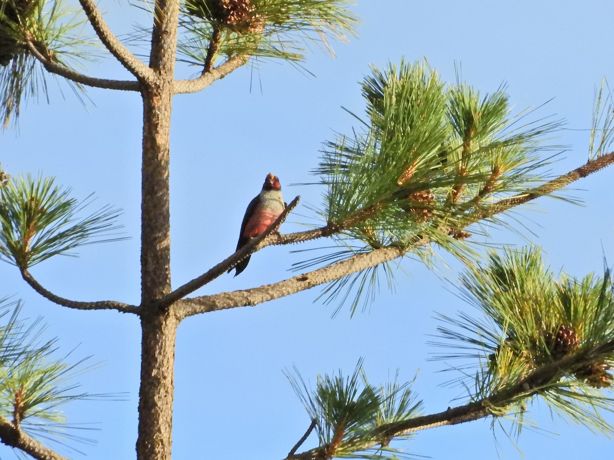 Lewis's Woodpecker - ML406466531