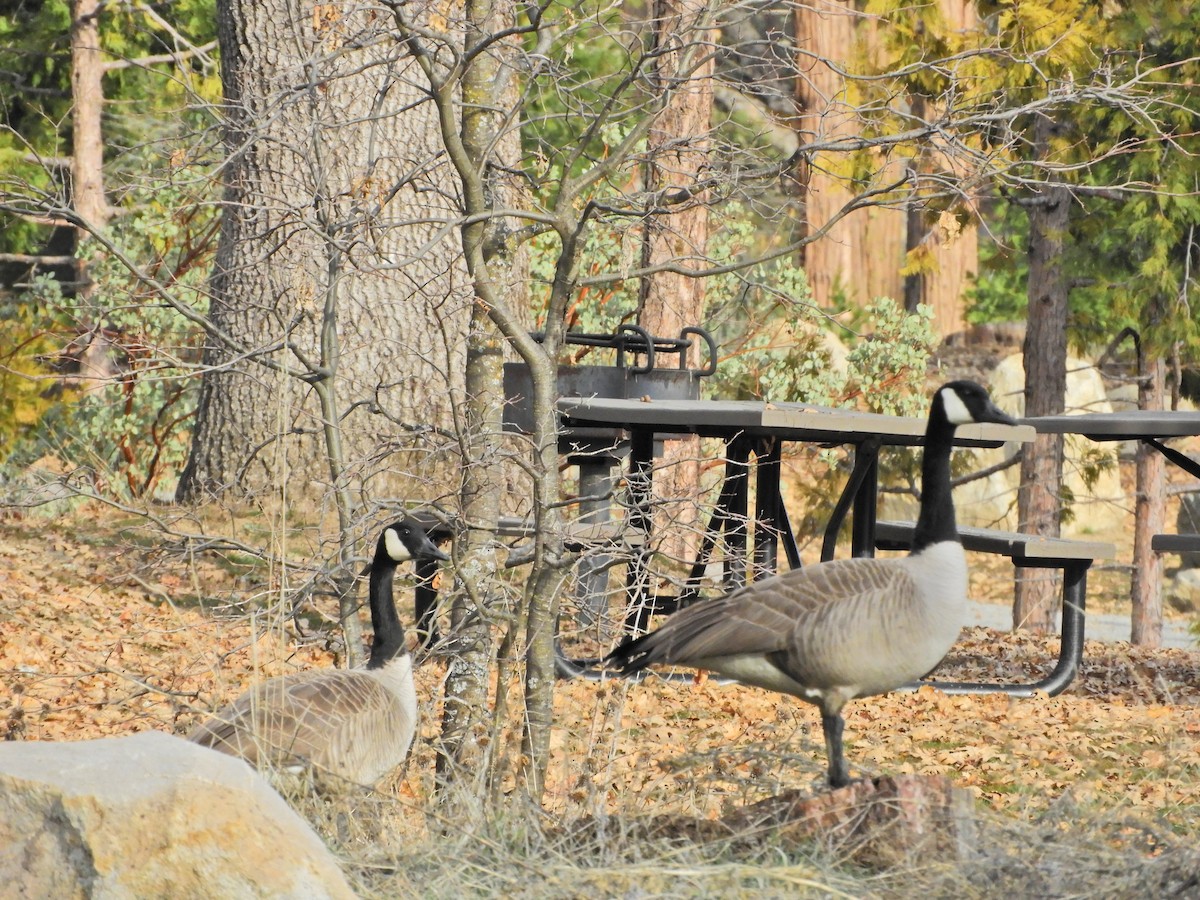 Canada Goose - ML406466601