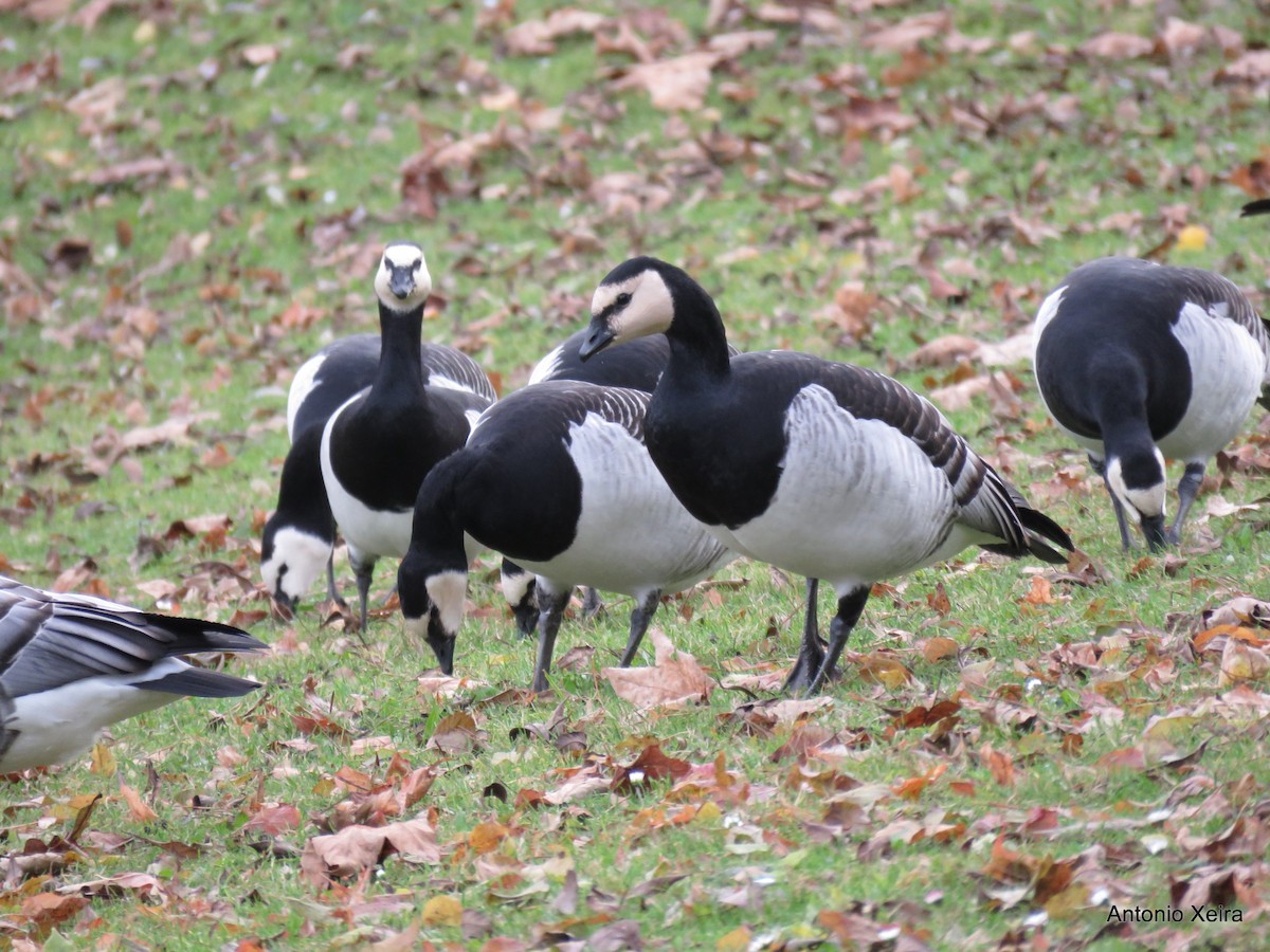 Barnacle Goose - Antonio Xeira