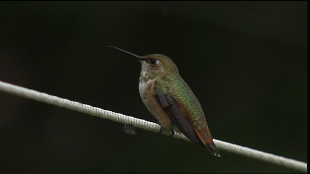 Colibrí (Selasphorus) sp. - ML406468