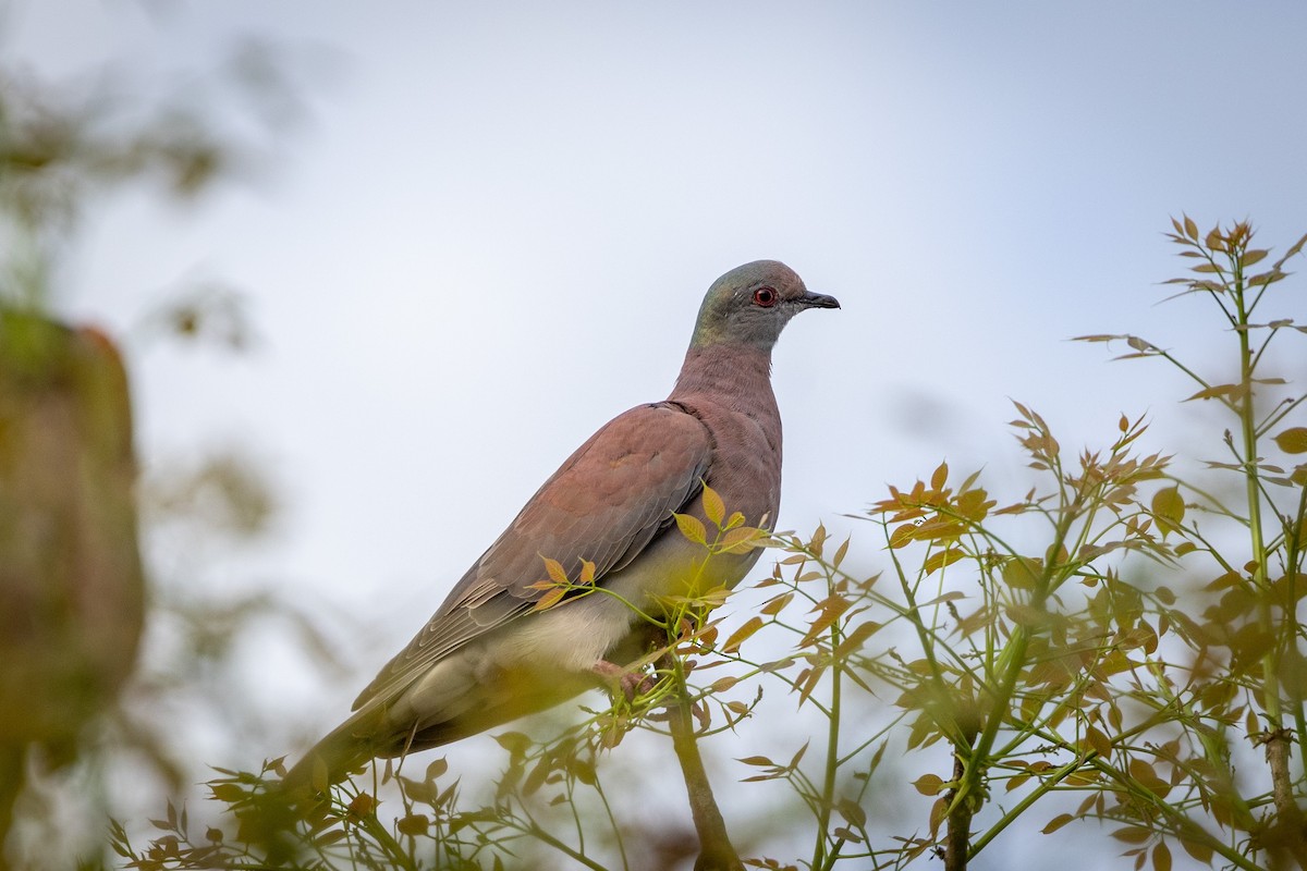 Pale-vented Pigeon - Gretchen Locy