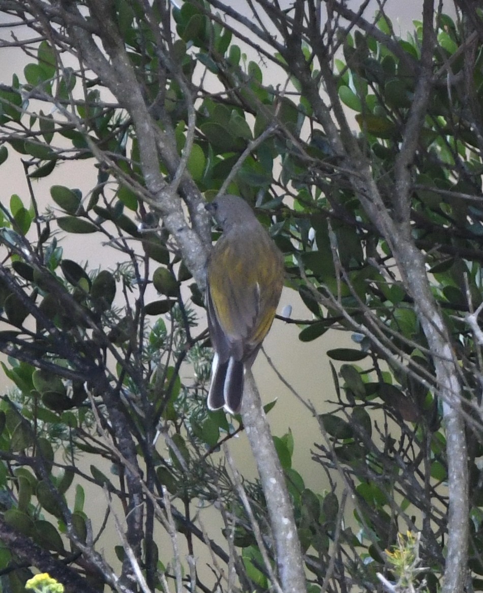 Lesser Honeyguide (Lesser) - Gabriel Jamie