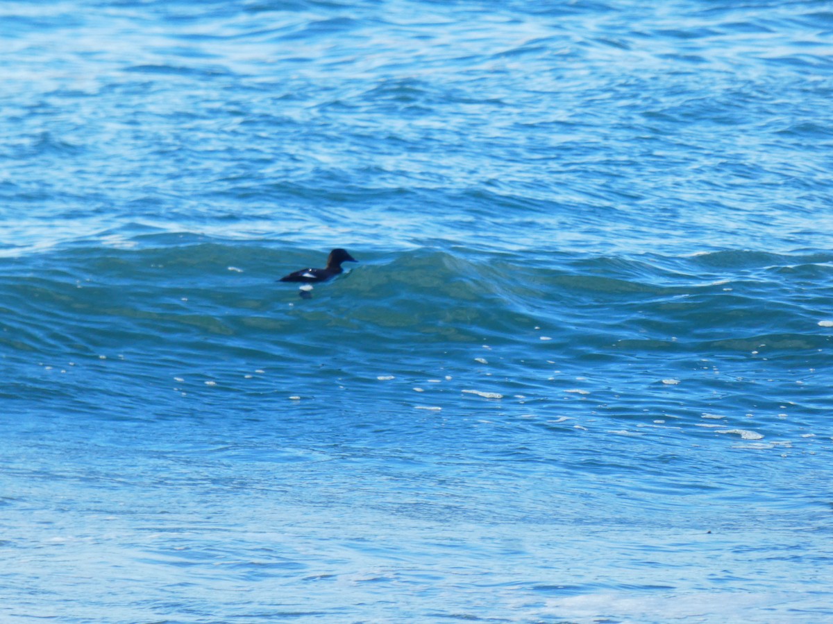 White-winged Scoter - ML406471991