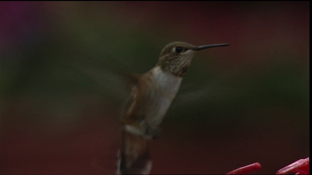 Colibrí (Selasphorus) sp. - ML406473