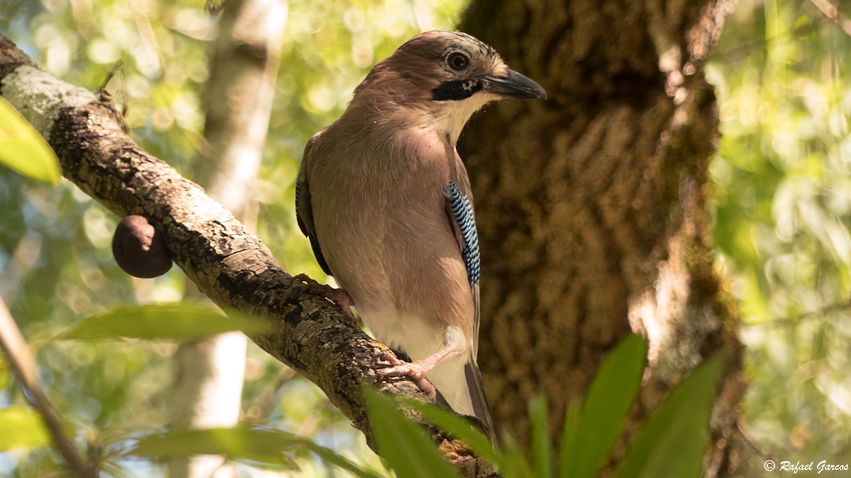 Eurasian Jay - ML406474051