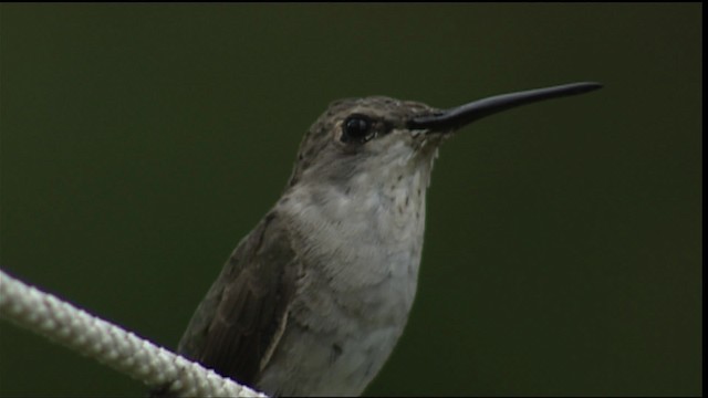 Colibrí (Selasphorus) sp. - ML406475