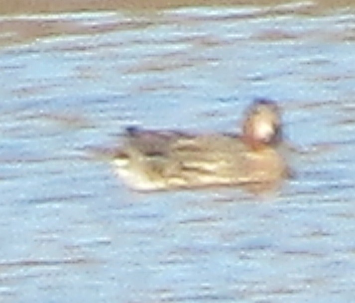 Green-winged Teal - ML406475351