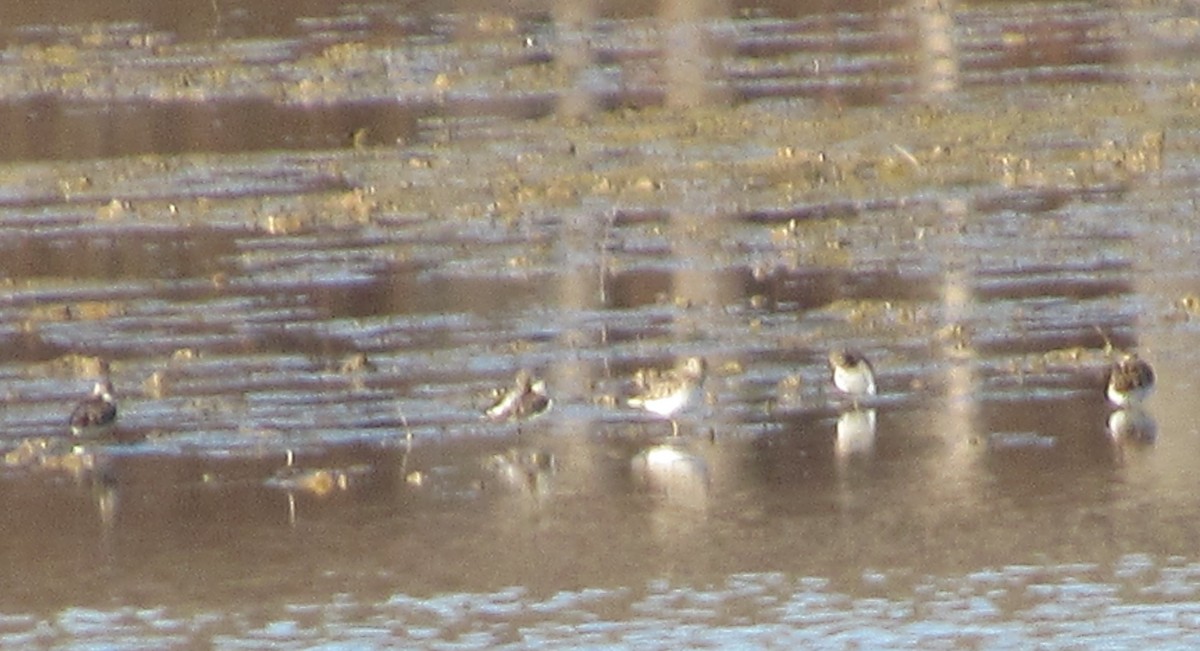 Least Sandpiper - ML406475761