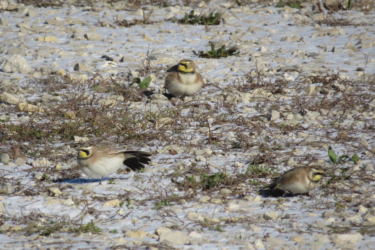 Horned Lark - ML406476291