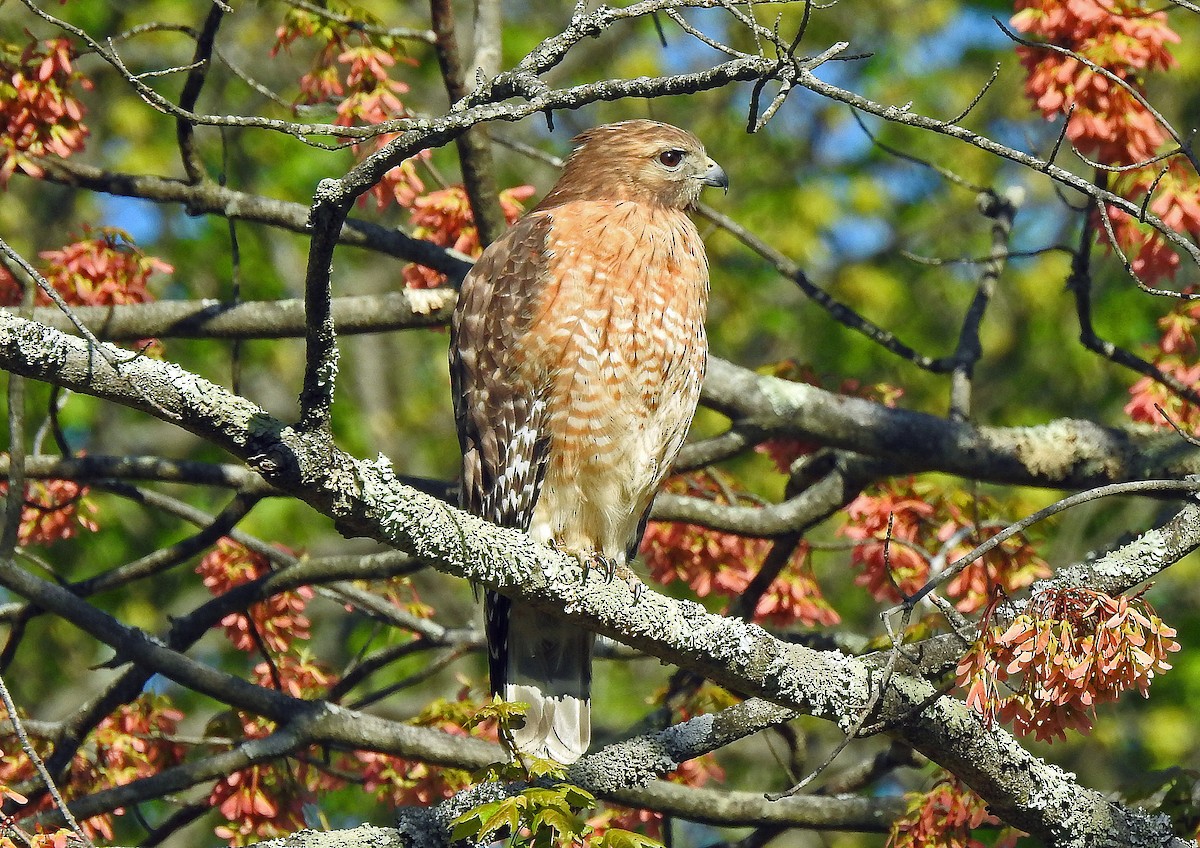 Red-shouldered Hawk - Larry Meade