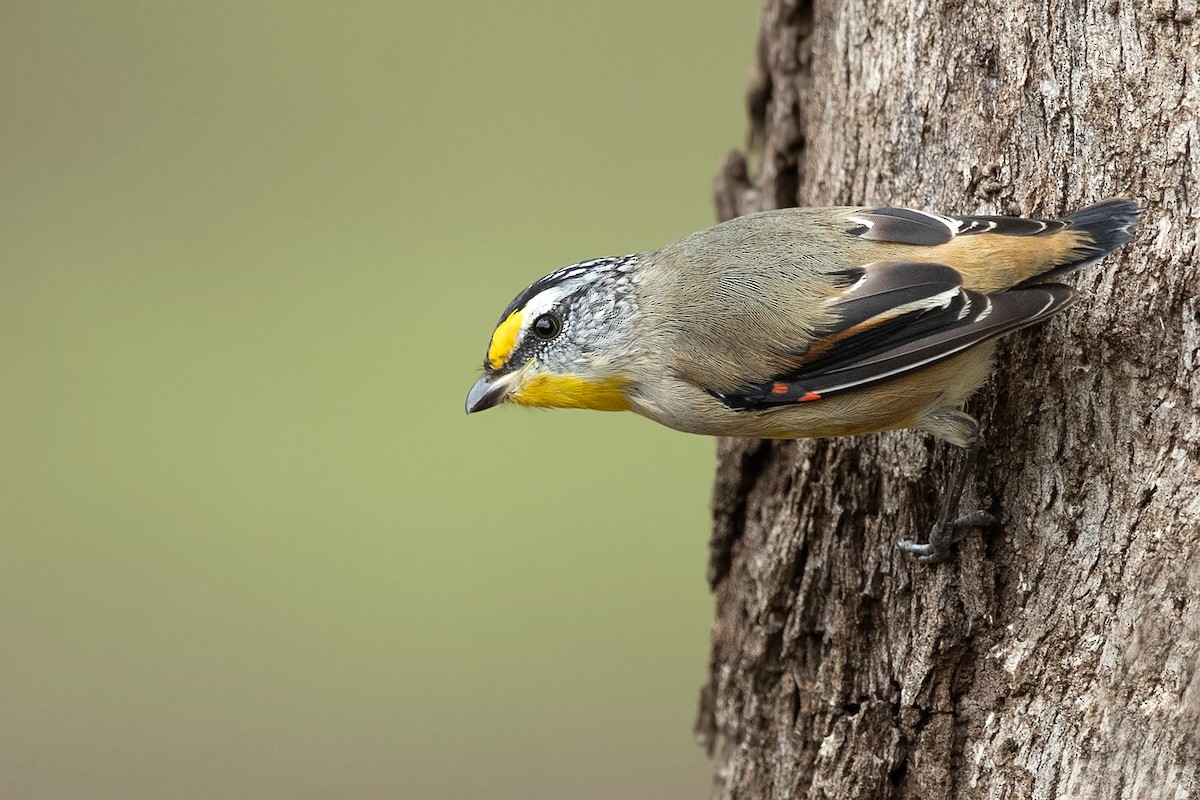 Striated Pardalote (Eastern) - ML406477261