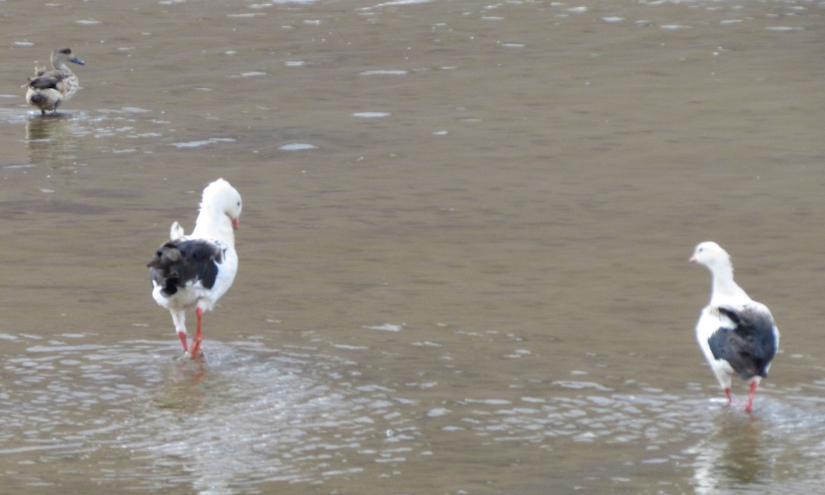 Andean Goose - ML406477771