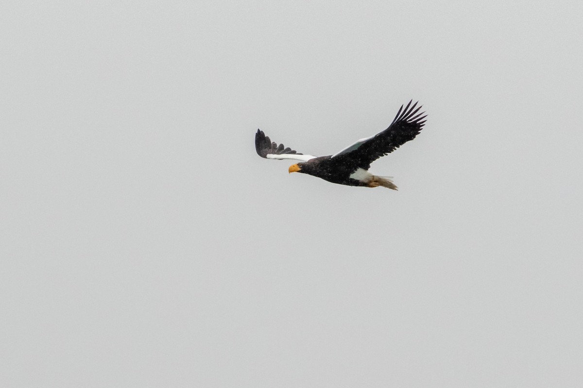 Steller's Sea-Eagle - ML406478391