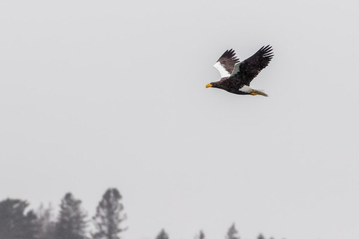 Steller's Sea-Eagle - ML406478541