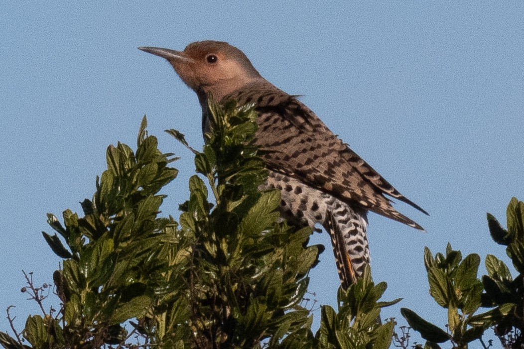 Northern Flicker - Annie Flower