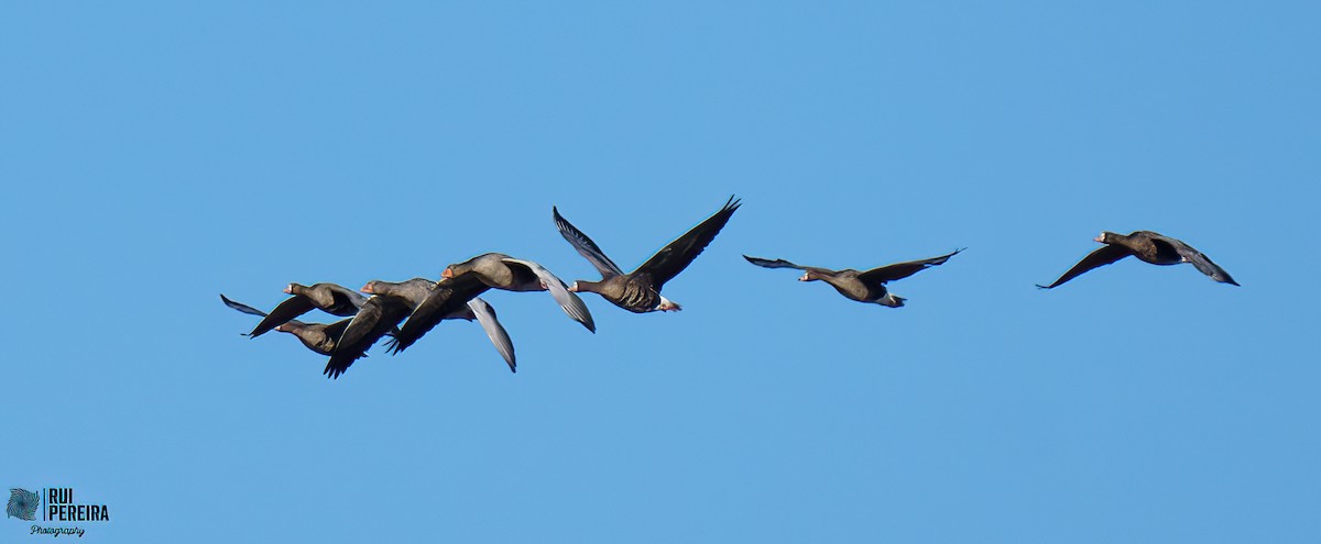 Greater White-fronted Goose - ML406478711