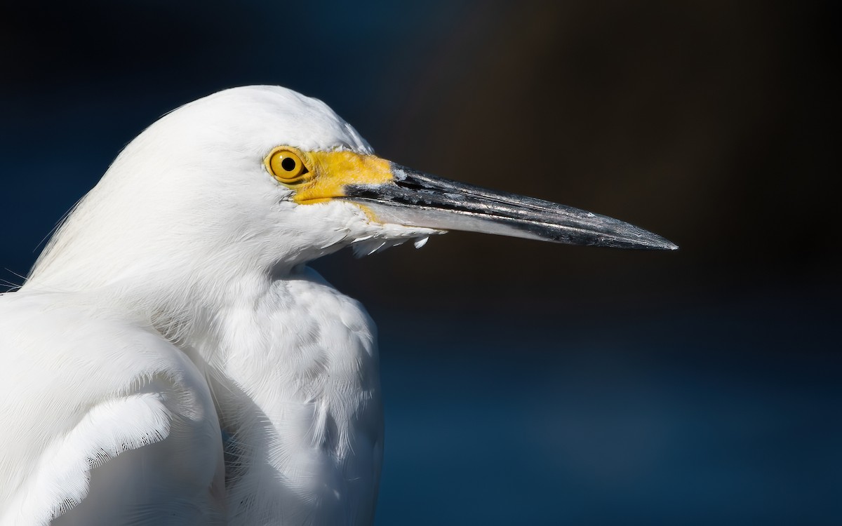 Snowy Egret - ML406478931