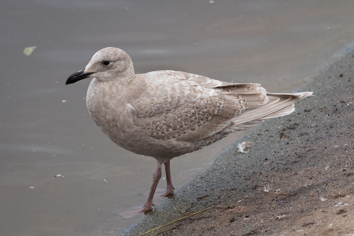 Glaucous-winged Gull - ML406479181