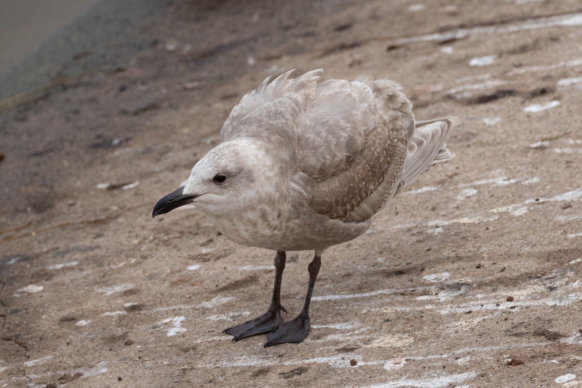 Glaucous-winged Gull - ML406479191