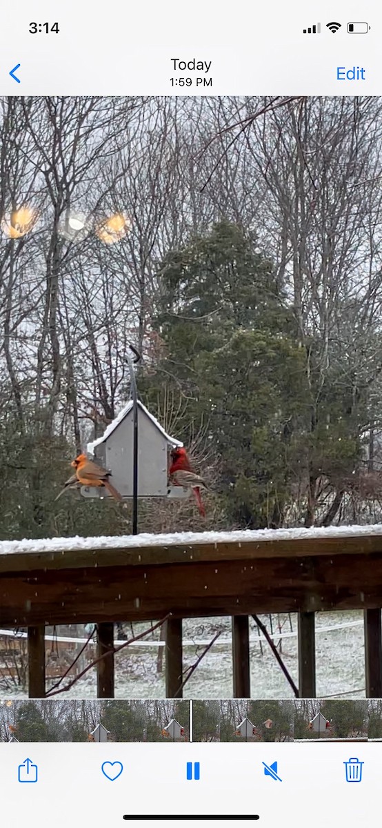 Northern Cardinal - ML406479991