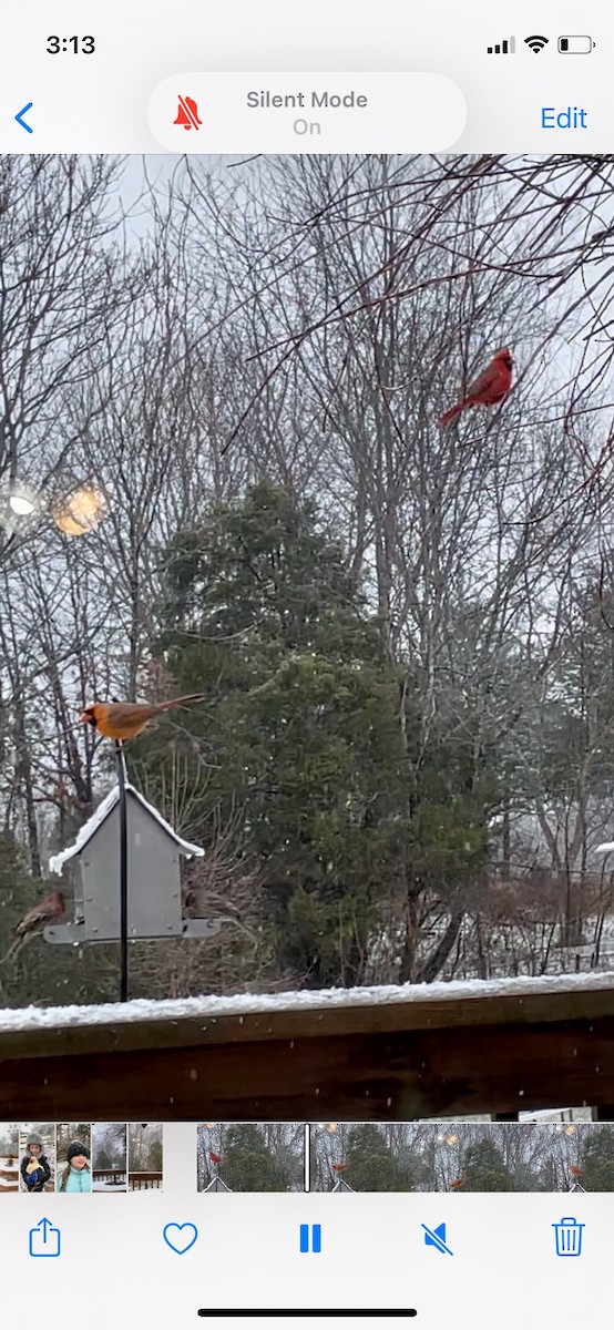 Northern Cardinal - ML406480001