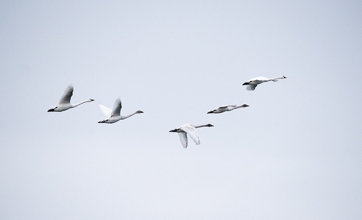 Tundra Swan - ML406480011