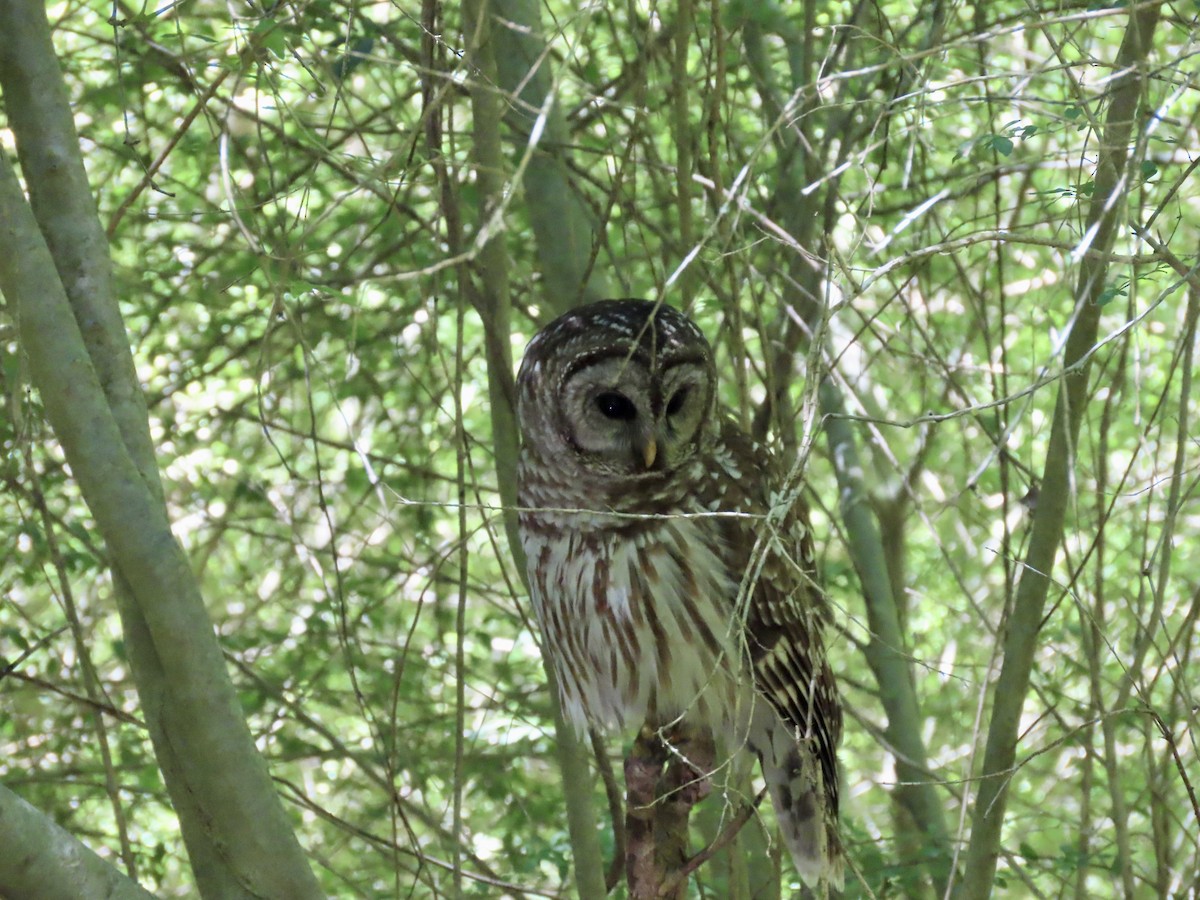 Barred Owl - ML406480141