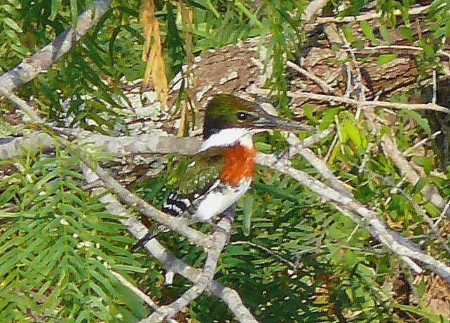 Green Kingfisher - ML406480831