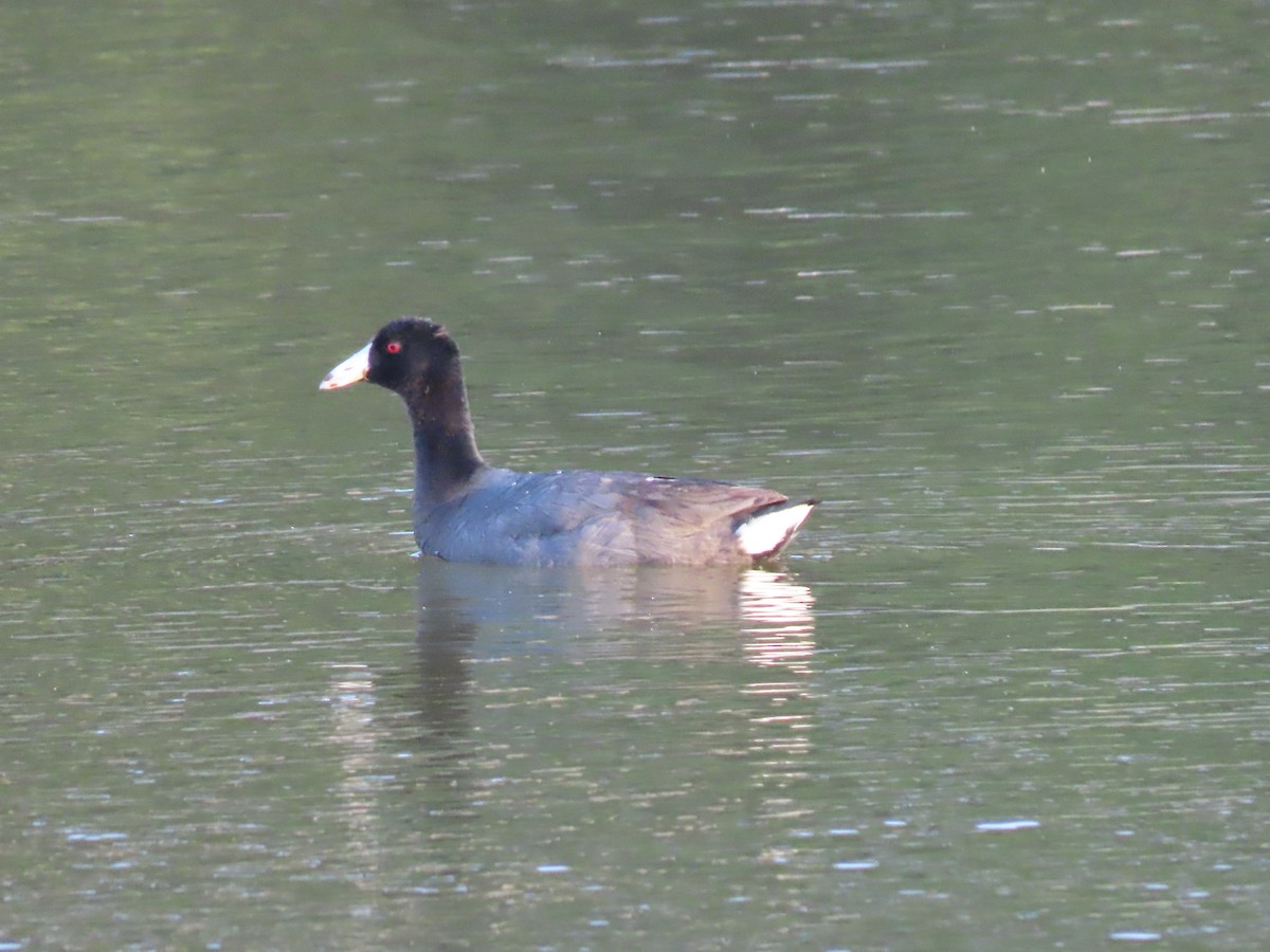 American Coot - ML406481051
