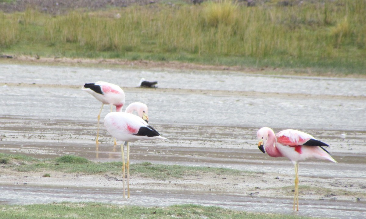 Andean Flamingo - cynthia arenas