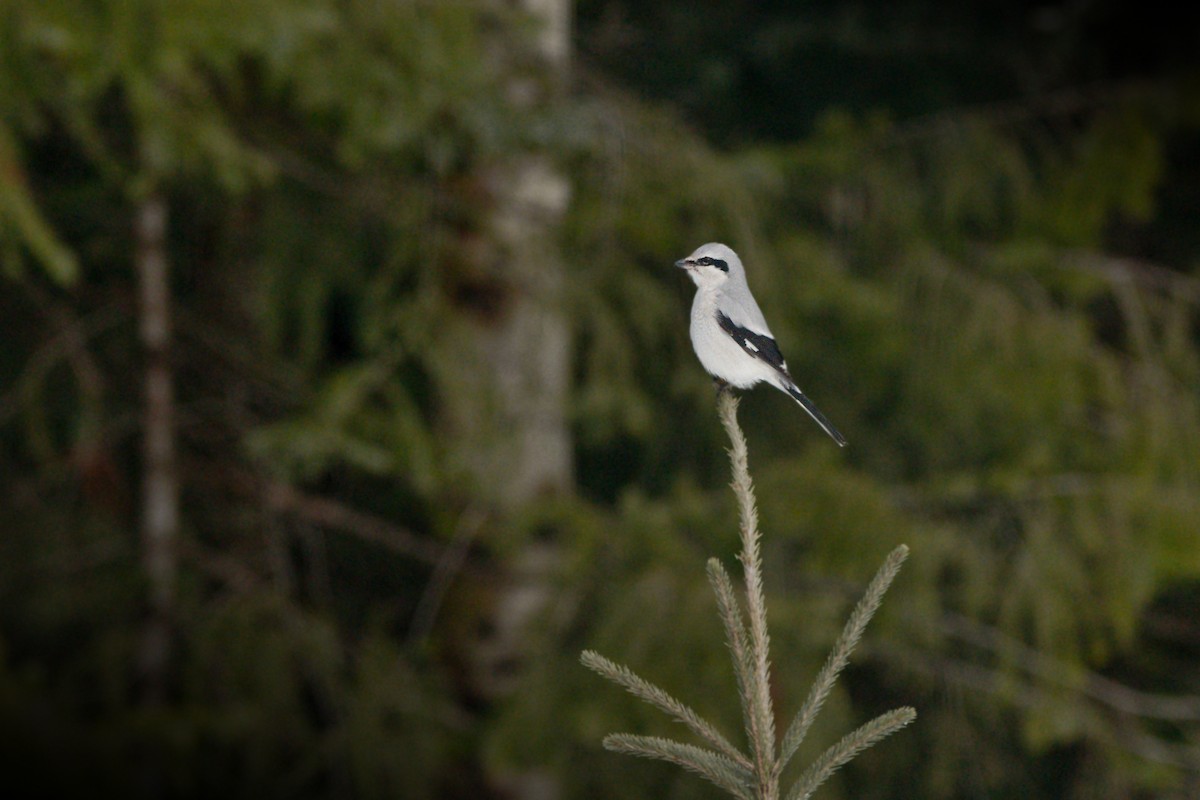 Northern Shrike - ML406481941