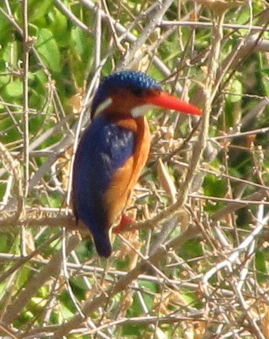 Malachite Kingfisher - Ney Bero