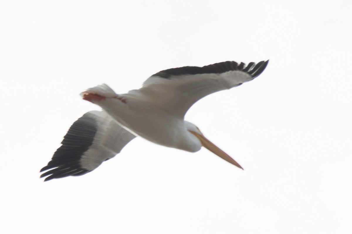American White Pelican - ML406484401