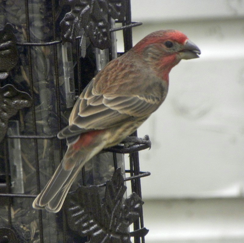 House Finch - David Zmoda