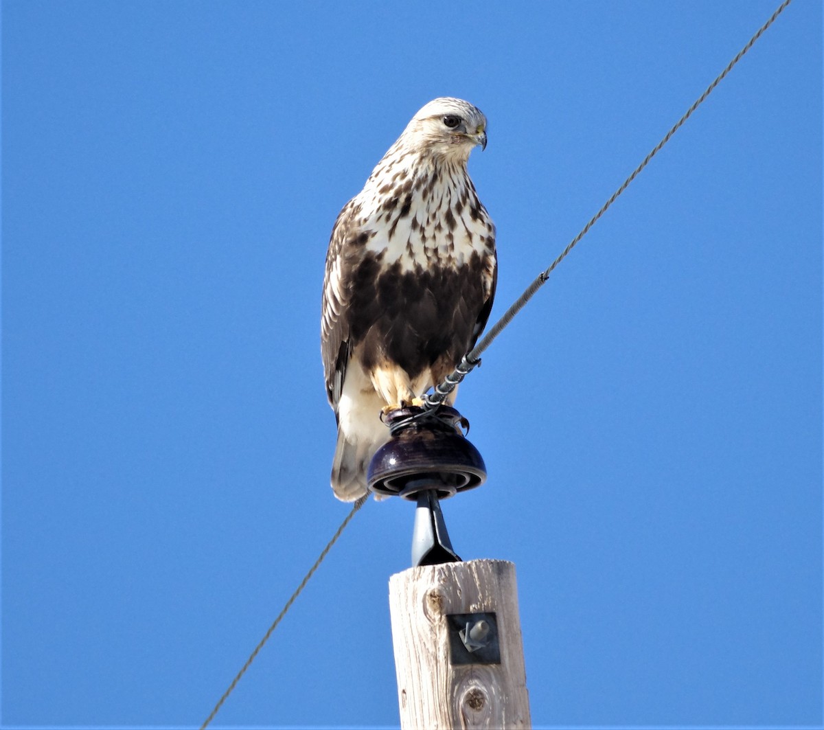 Rough-legged Hawk - ML406486791