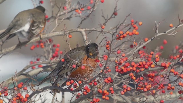 American Robin - ML406486901