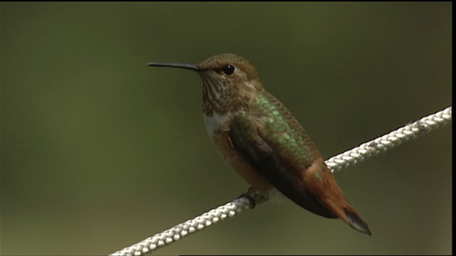 Colibrí (Selasphorus) sp. - ML406489