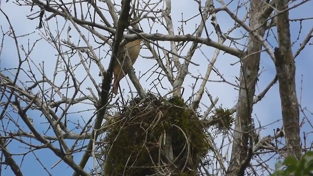 Crested Becard - ML406489321