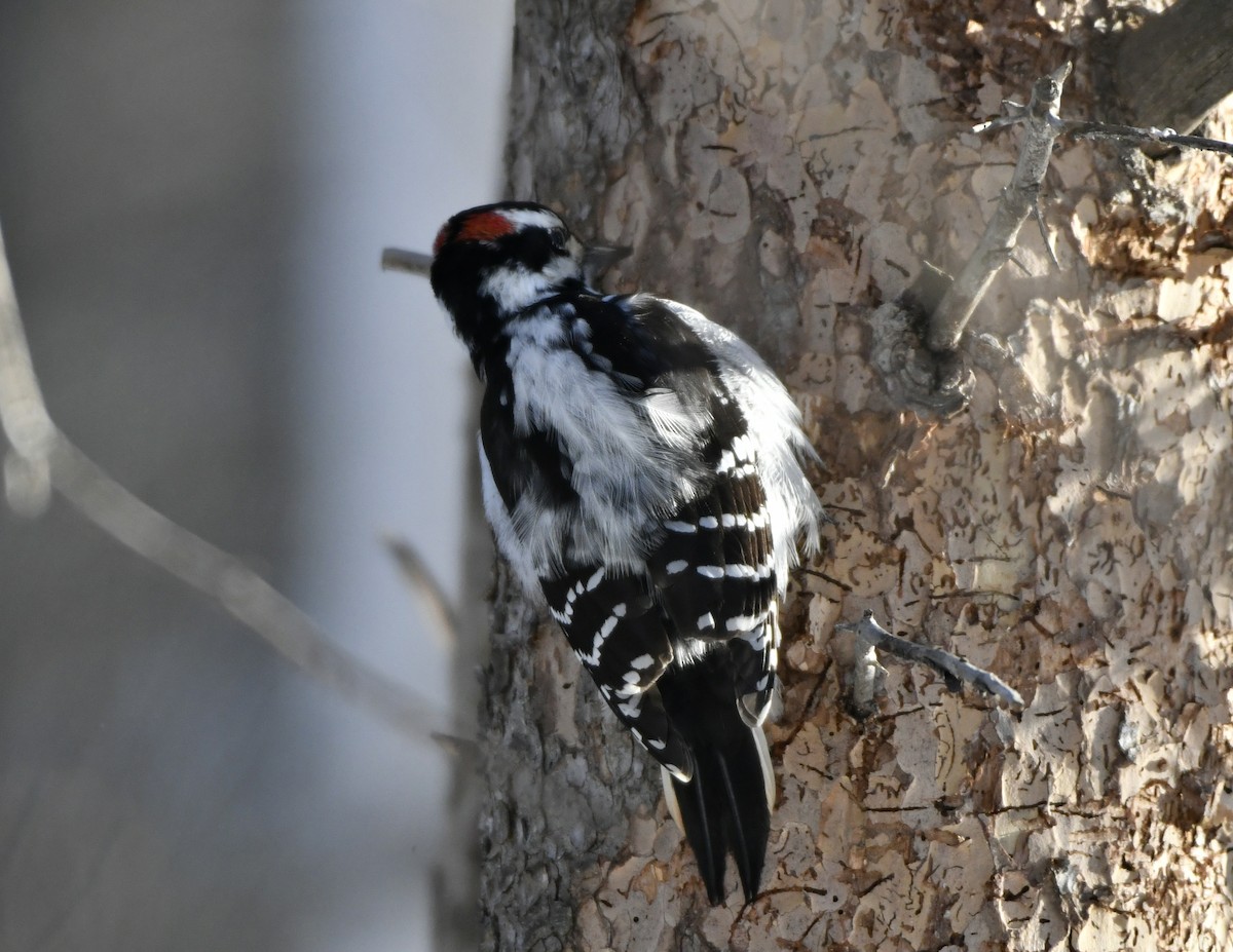 Downy Woodpecker - FELIX-MARIE AFFA'A