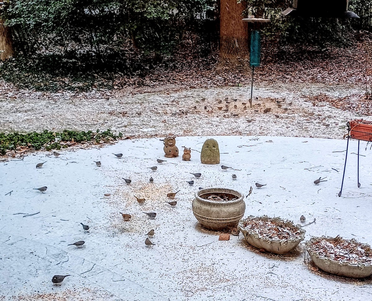 Dark-eyed Junco - ML406491821