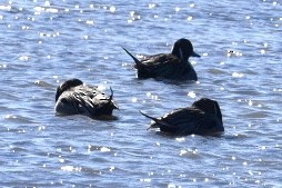 Northern Pintail - Dean Silvers