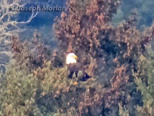 Itsas arrano buruzuria - ML406492591